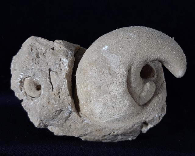 Eodiceras bavaricum (ZITTEL) - Bild © FossNet FossilienStore